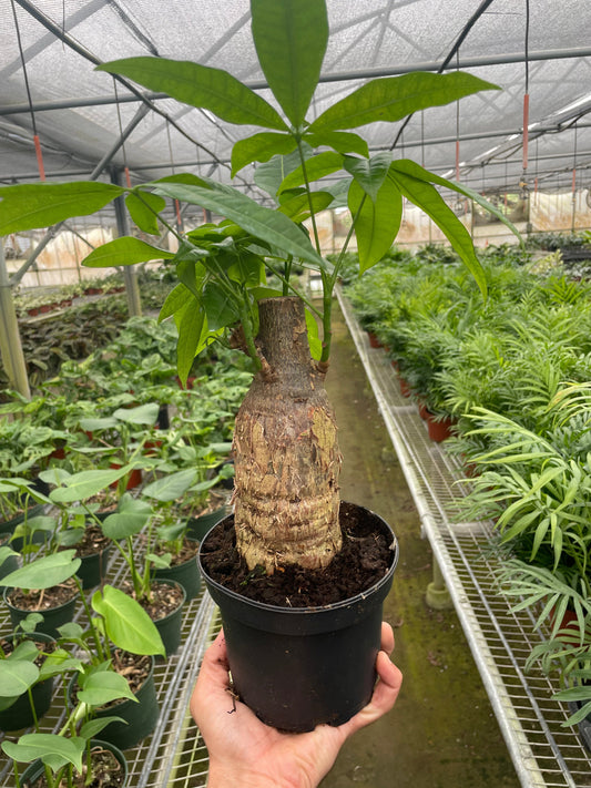 Hand holding a potted money tree guiana chestnut pachira stump plant with a thick trunk with glossy green fan like leaves in a black pot held in a greenhouse setting.