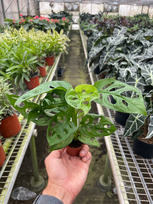 Hand holding a monstera adasonii plant with small fenestrated leaves in a small brown pot in a greenhouse setting.