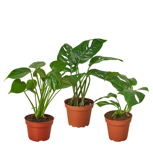 Three green Monstera plants: Deliciosa, Adansonii, and Minima, with big green leaves with fenestrations in brown pots