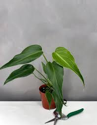 Small Monstera Burle Marx Flame plant in a brown pot with green pruning shears.