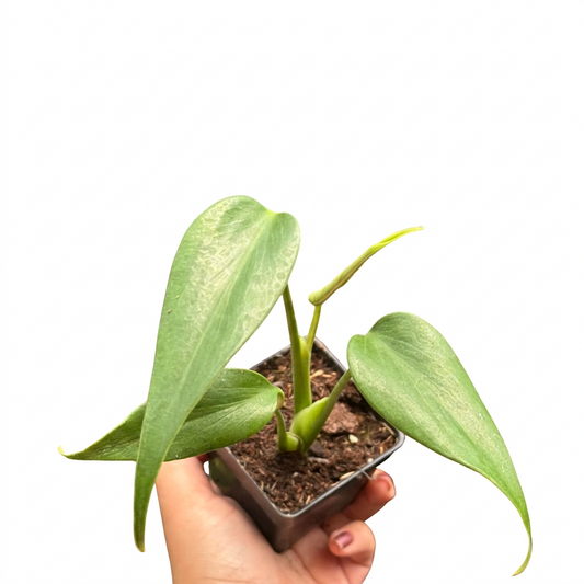 Hand holding a small potted monstera burle marx flame plant with green leaves in a black pot.