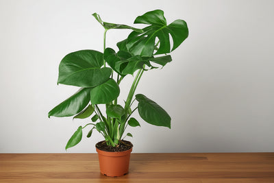 Lush green Monstera deliciosa plant in a brown pot, showcasing its large, fenestrated leaves.