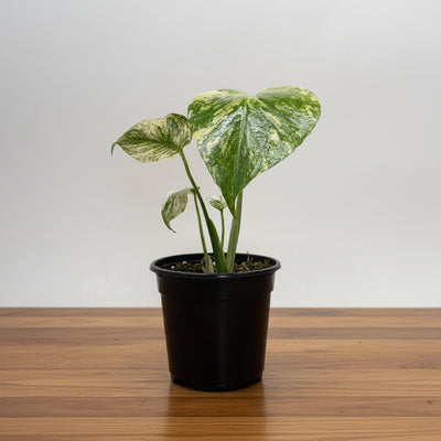 Potted plant with green and white leaves in a black pot sitting on a brown table with grey background
