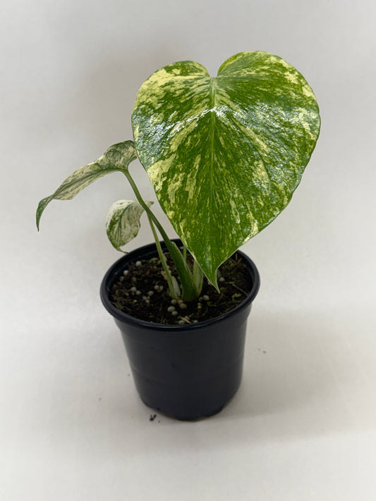 Potted monstera mint plant with glossy green with cream white variegation in a black pot sitting on a plain surface.