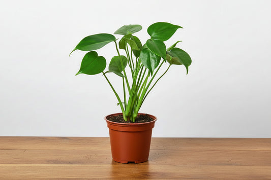 Potted plant with green leaves on a beige surface and white background