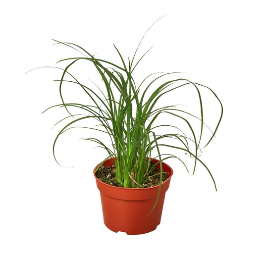 Small green Ponytail Palm with long slender fronds in a brown pot. Ideal for low light conditions.