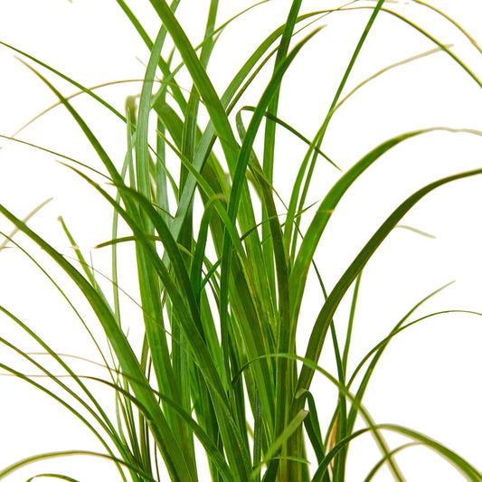 Vibrant green, slender leaves of a young Ponytail Palm plant against a white background.