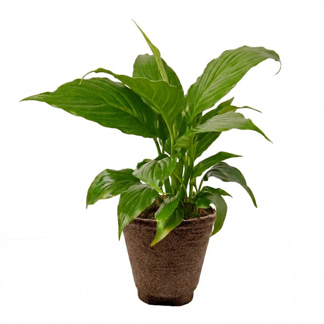 Lush Peace Lily (Spathiphyllum) plant with glossy green leaves in a brown fiber pot.