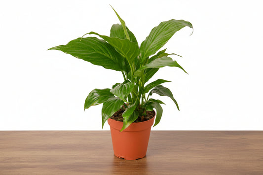 Lush green Peace Lily plant in a terracotta pot on a wooden surface.