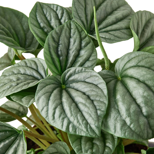 Close-up of a Peperomia 'Frost' plant with thick, circular, silvery-green leaves and a green flower spike.