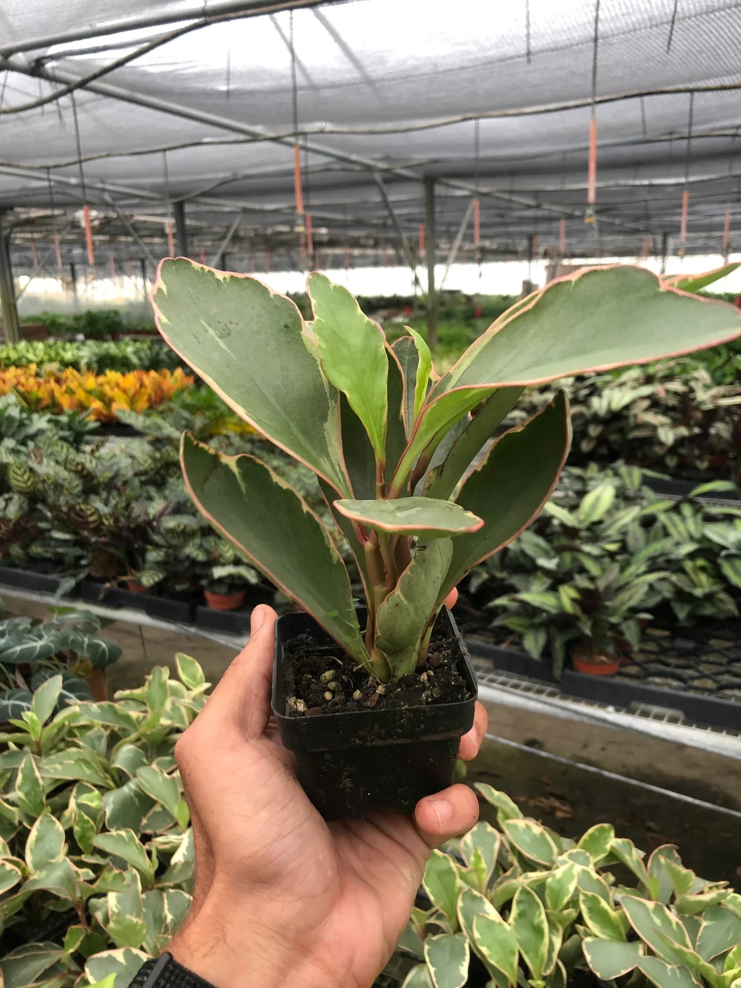 Hand holding a compact Peperomia 'Ginny' plant with green, creamy, and red-edged oval leaves.