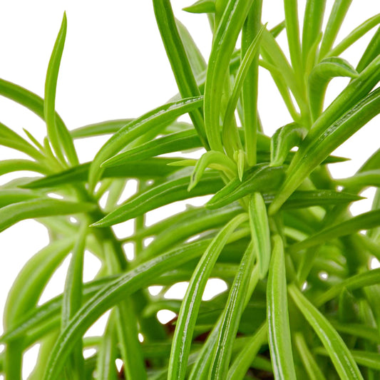 Peperomia 'Green Bean' (Peperomia ferreyrae)