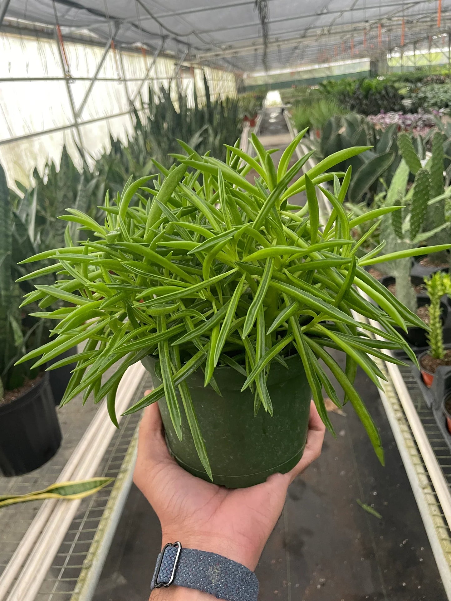 Peperomia 'Green Bean' (Peperomia ferreyrae)