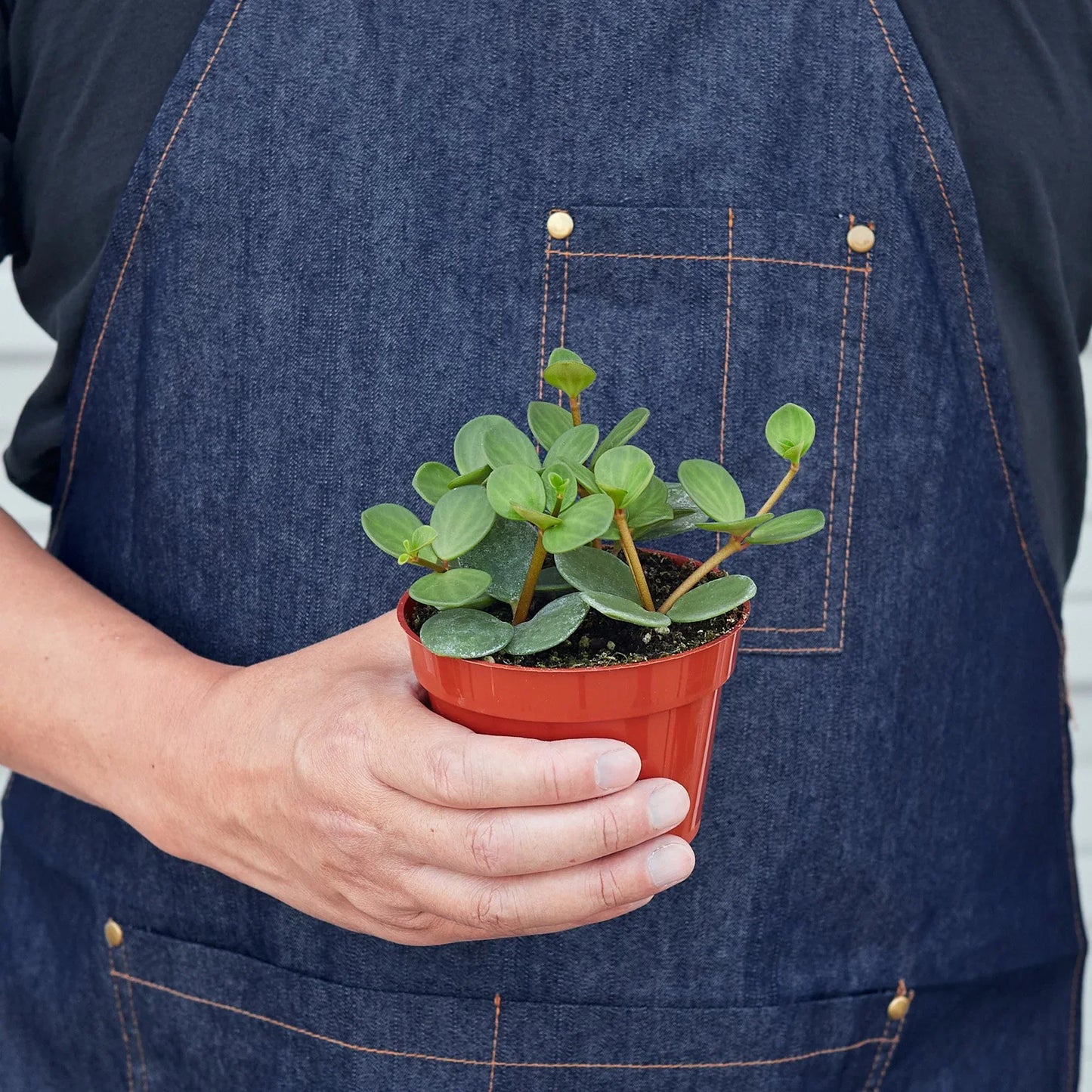 Person in denim apron holding a small Peperomia 'Hope' plant in a terracotta pot.
