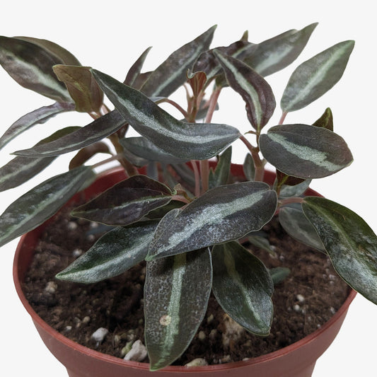Potted plant with striped leaves on a white background