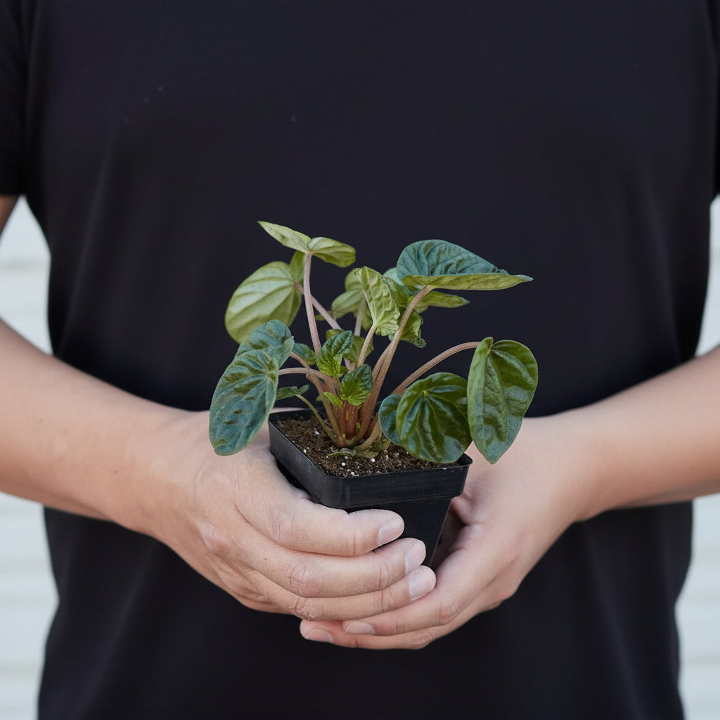 Person holding a small potted plant wearing a denim apron.