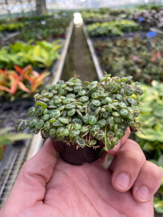 Hand holding a peperomia ‘string of turtles’ trailing succulent houseplant with small round waxy green leaves with white veins in a small black pot in a greenhouse setting.