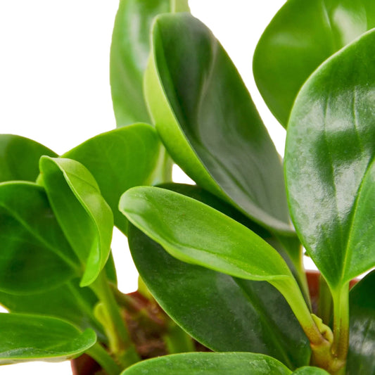 Close-up of a Peperomia 'Thailand' plant with lush, glossy, deep jade green, rounded leaves.
