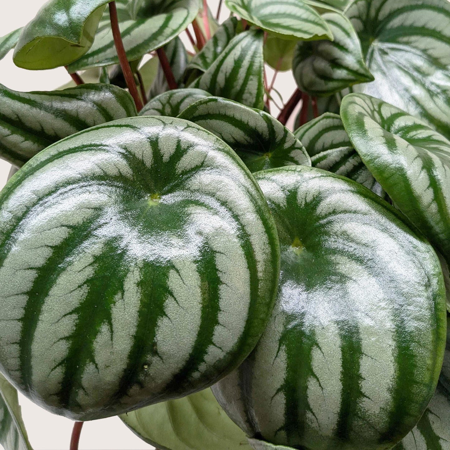 Close-up of a Peperomia Watermelon plant with round, dark green leaves and silver stripes on red stems.