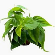 Philodendron Cordatum Heartleaf