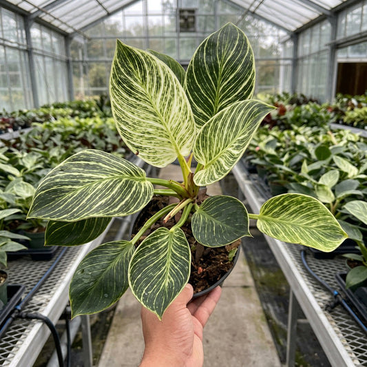 Hand holding a philodendron birkin plant with glossy deep green leaves and creamy white pinstripes in a pot in a greenhouse setting.