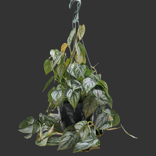 Philodendron 'Brandi' hanging plant with silver and green mottled foliage in a black pot.