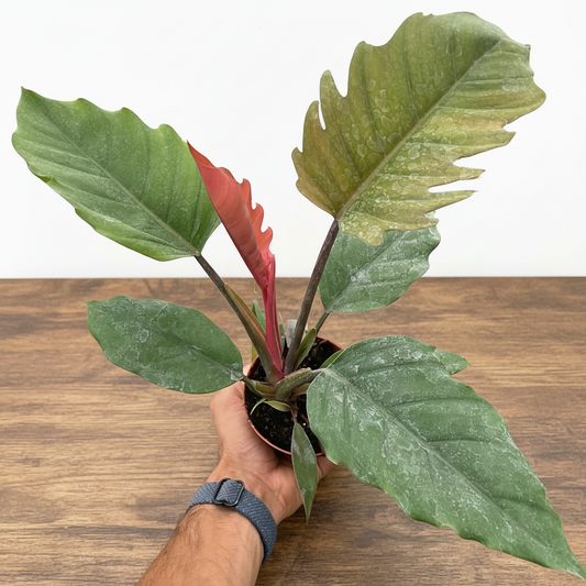 Philodendron Choco Empress