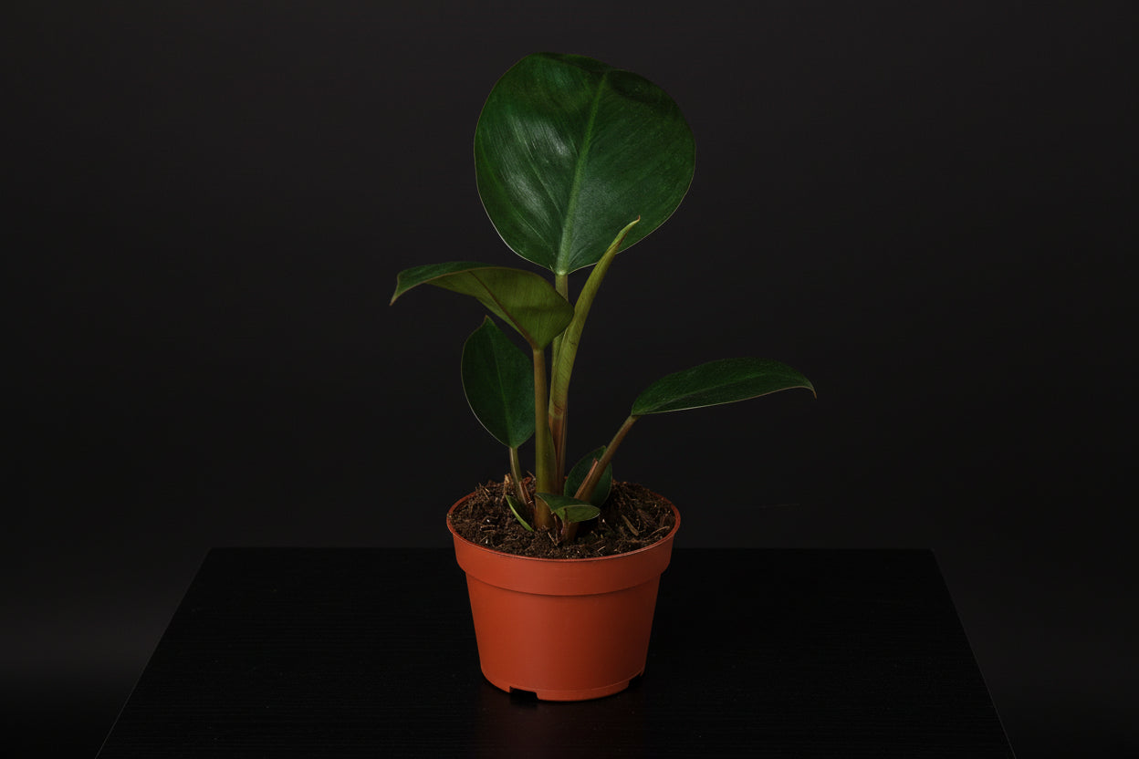 Philodendron Congo Rojo in a terracotta pot, featuring glossy green and emerging burgundy leaves.