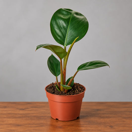 Philodendron Congo Rojo in a terracotta pot, featuring glossy green and emerging burgundy leaves.