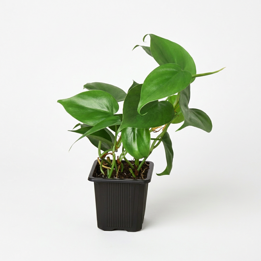 A potted philodendron cordatum heartleaf plant with lush green, heart-shaped leaves in a black nursery pot.