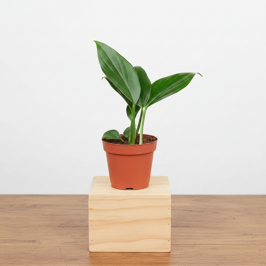 Philodendron 'Dragon Tail'
