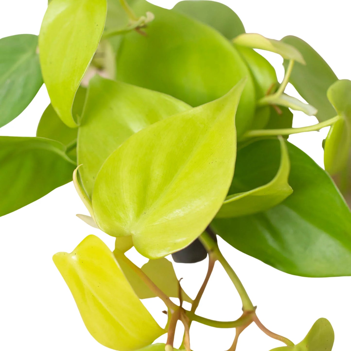 Vibrant chartreuse Philodendron 'Neon' houseplant with heart-shaped leaves and trailing vines.