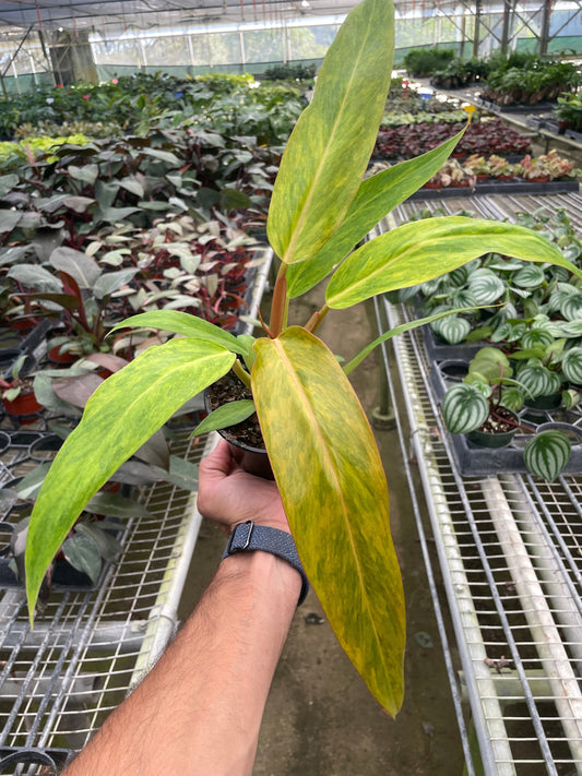 A hand holding a potted philodendron orange marmalade plant with long green and yellow variegated leaves in a black pot in a greenhouse setting with other plants in the background.