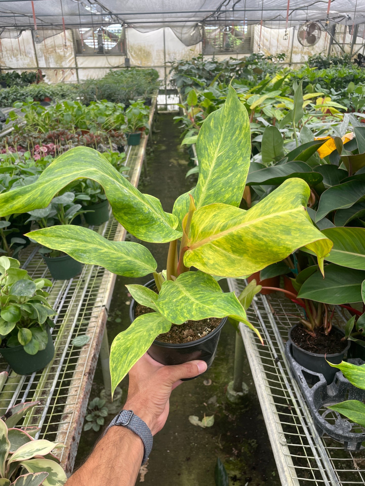 Hand holding a Orange and green plant in greenhouse