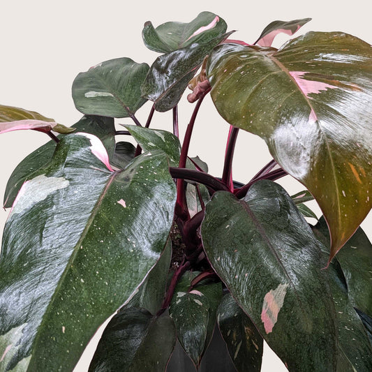 Lush Philodendron 'Pink Princess' plant with dark green leaves and vibrant pink variegation.