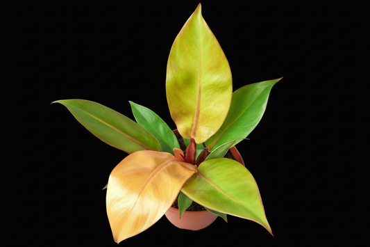 Philodendron 'Prince of Orange' plant with coppery-orange and glossy green leaves in a terracotta pot.