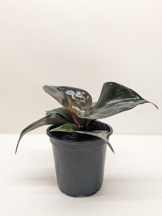 Small Philodendron 'Red Heart' plant with dark, glossy, reddish-green heart-shaped leaves in a black pot.