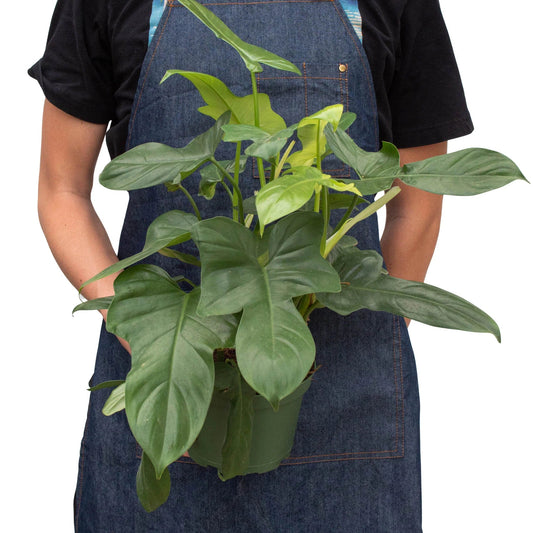 Person in a denim apron holding a Philodendron 'Silver Sword' plant in a dark green pot.