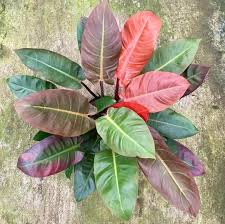 Philodendron 'Sun Red' plant with vibrant red, copper, and deep green leaves.
