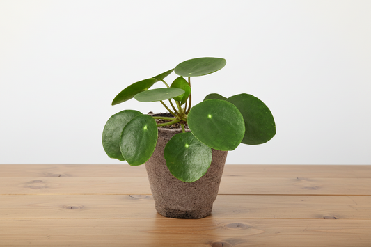 Small Pilea peperomioides 'Chinese Money' plant in a biodegradable pot with round green leaves.