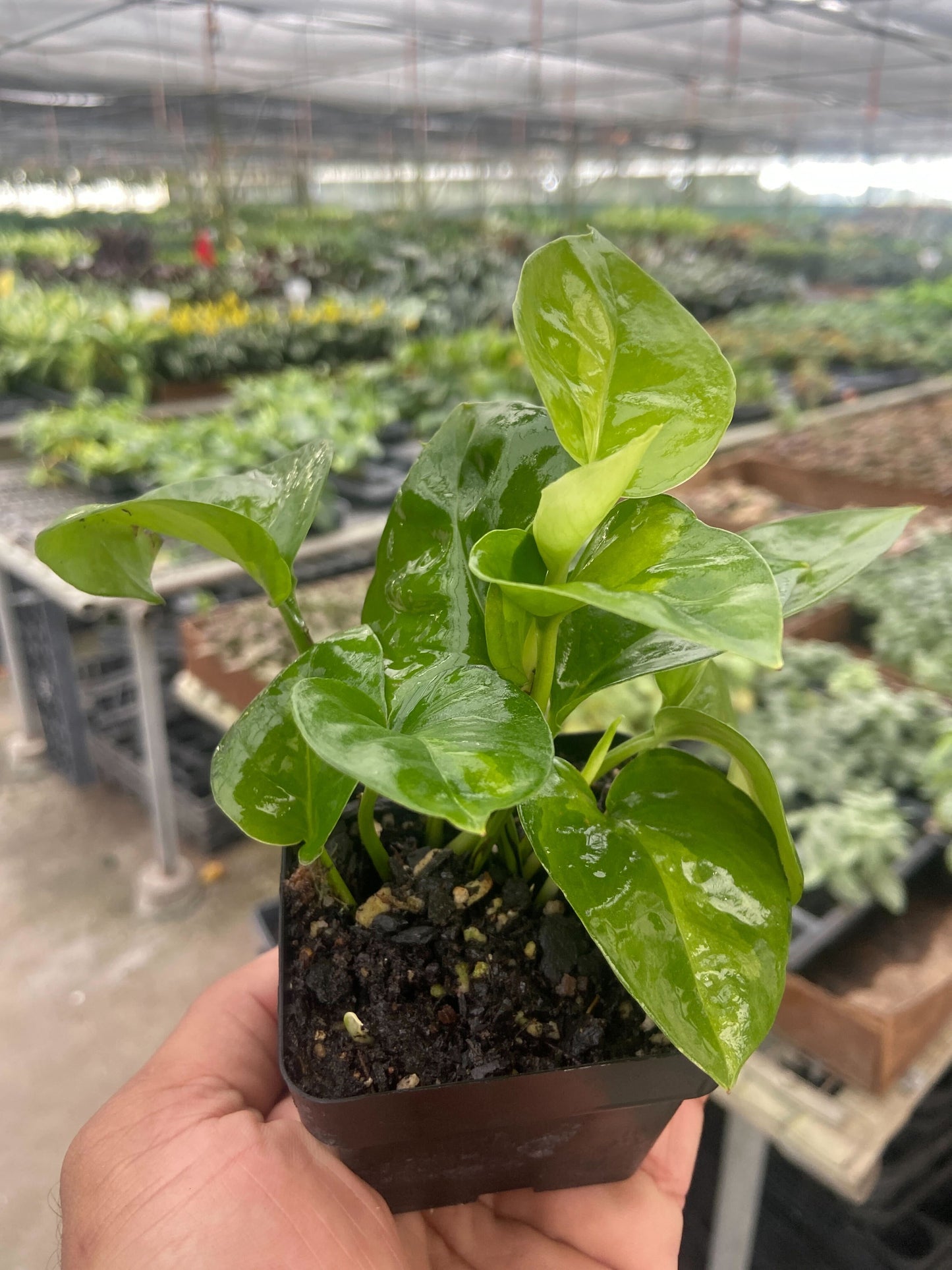 Hand holding a small Pothos 'Global Green' plant with glossy, dark and light green variegated leaves in a black pot.