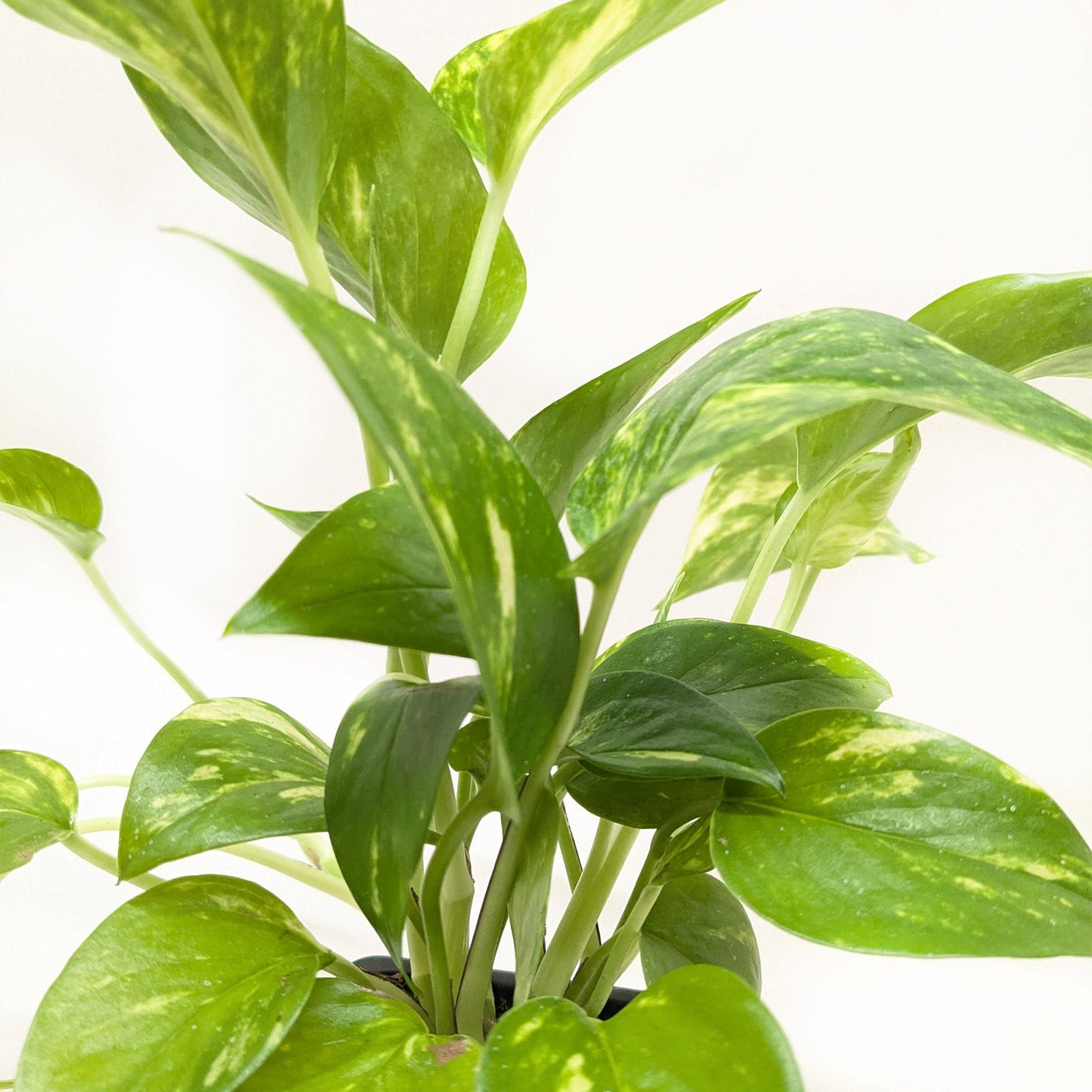 Close-up of a Pothos 'Golden' plant with vibrant green and yellow variegated leaves.