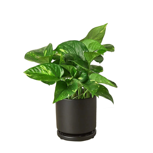 Golden Pothos plant with variegated green and yellow leaves in a sleek black pot.