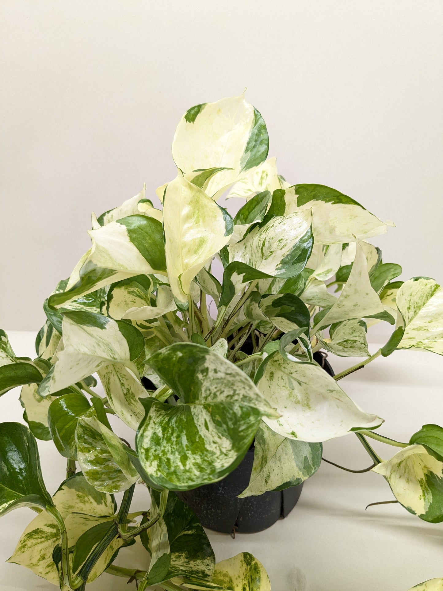 Pothos Manjula plant with broad, heart-shaped green, white, and cream variegated leaves in a black pot.