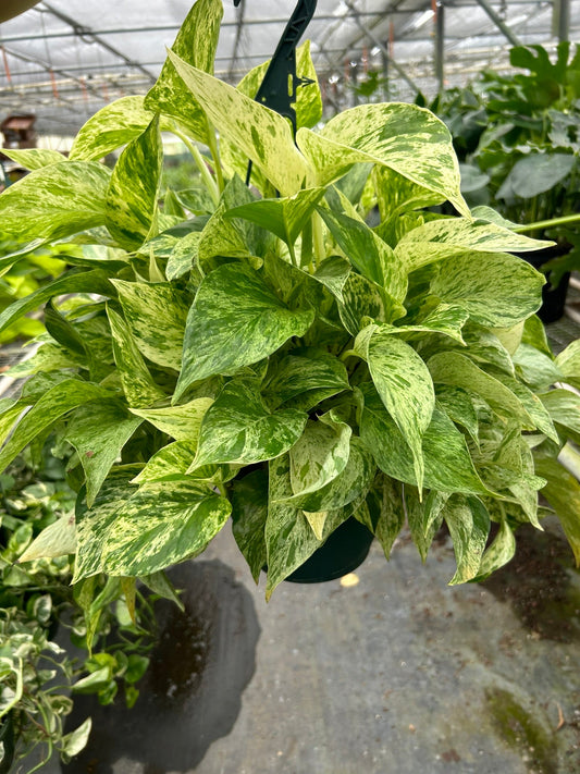 Lush Marble Queen Pothos with variegated green and white leaves in a hanging basket.