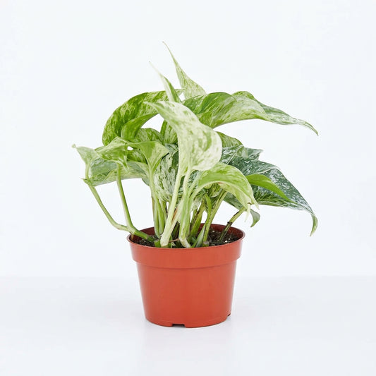 A potted trailing ‘marble queen’ pothos in a brown pot with green and white variegated leaves on a white surface and white background.