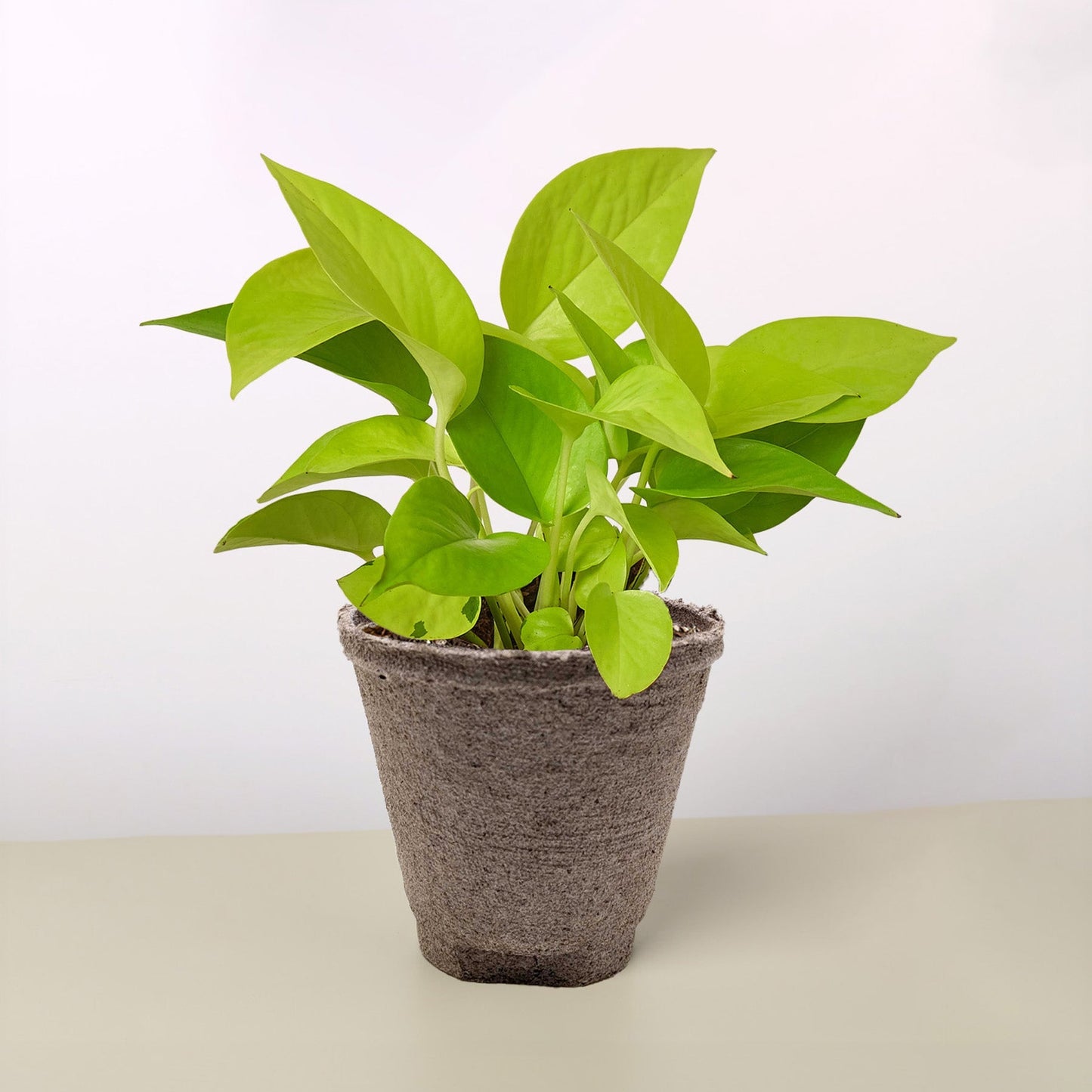 Vibrant Neon Pothos plant with glowing green foliage in a textured brown fiber pot.