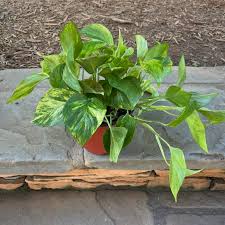 Pothos 'Neon Queen' plant with dark green and chartreuse marbled leaves in an orange pot.