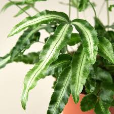 Pteris Cretica 'Albo Fern' with green fronds and creamy-white central stripes in a terracotta pot.