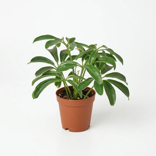 Small Schefflera Arboricola 'Umbrella' plant with small glossy green fan like leaves in a brown pot.